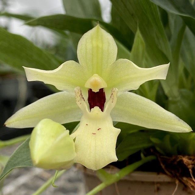 Promenaea Sunlight mit grün-weißen Blüten