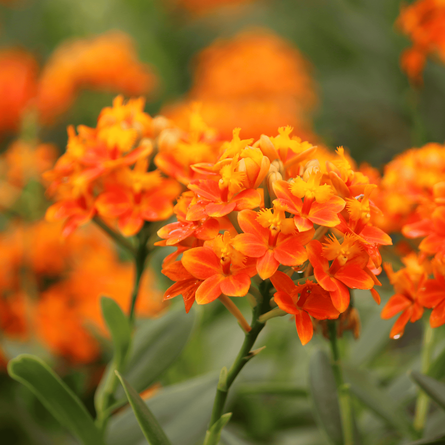 Epidendrum Nordic Fire Dauerblüher mit orange-gelben Blüten und 2+ Rispen