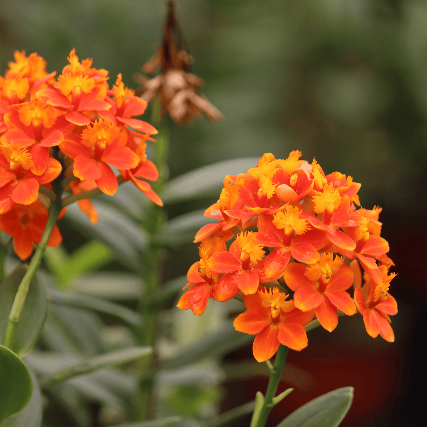 Epidendrum Nordic Fire Dauerblüher mit orange-gelben Blüten und 2+ Rispen