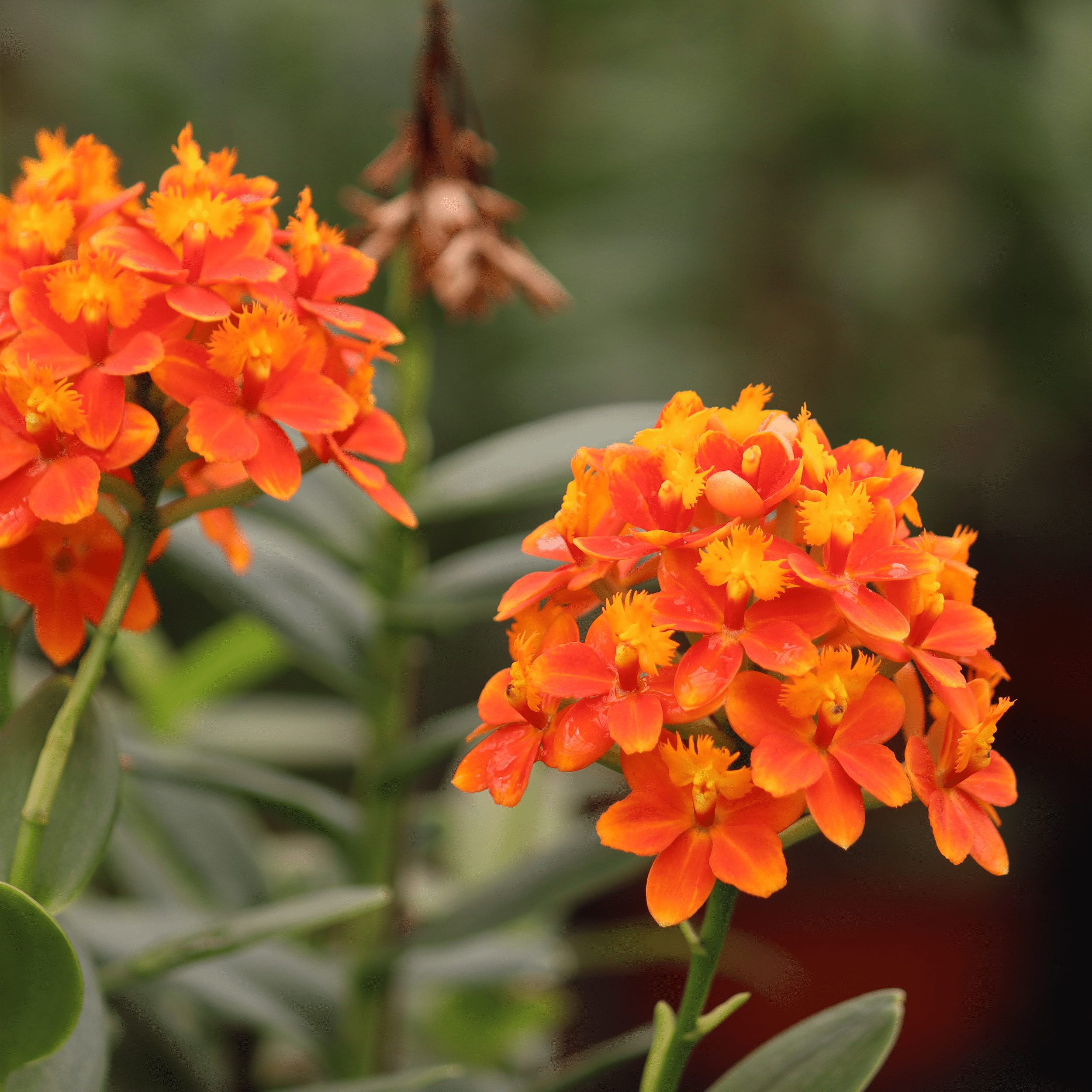 Epidendrum Nordic Fire Dauerblüher mit orange-gelben Blüten und 2+ Rispen