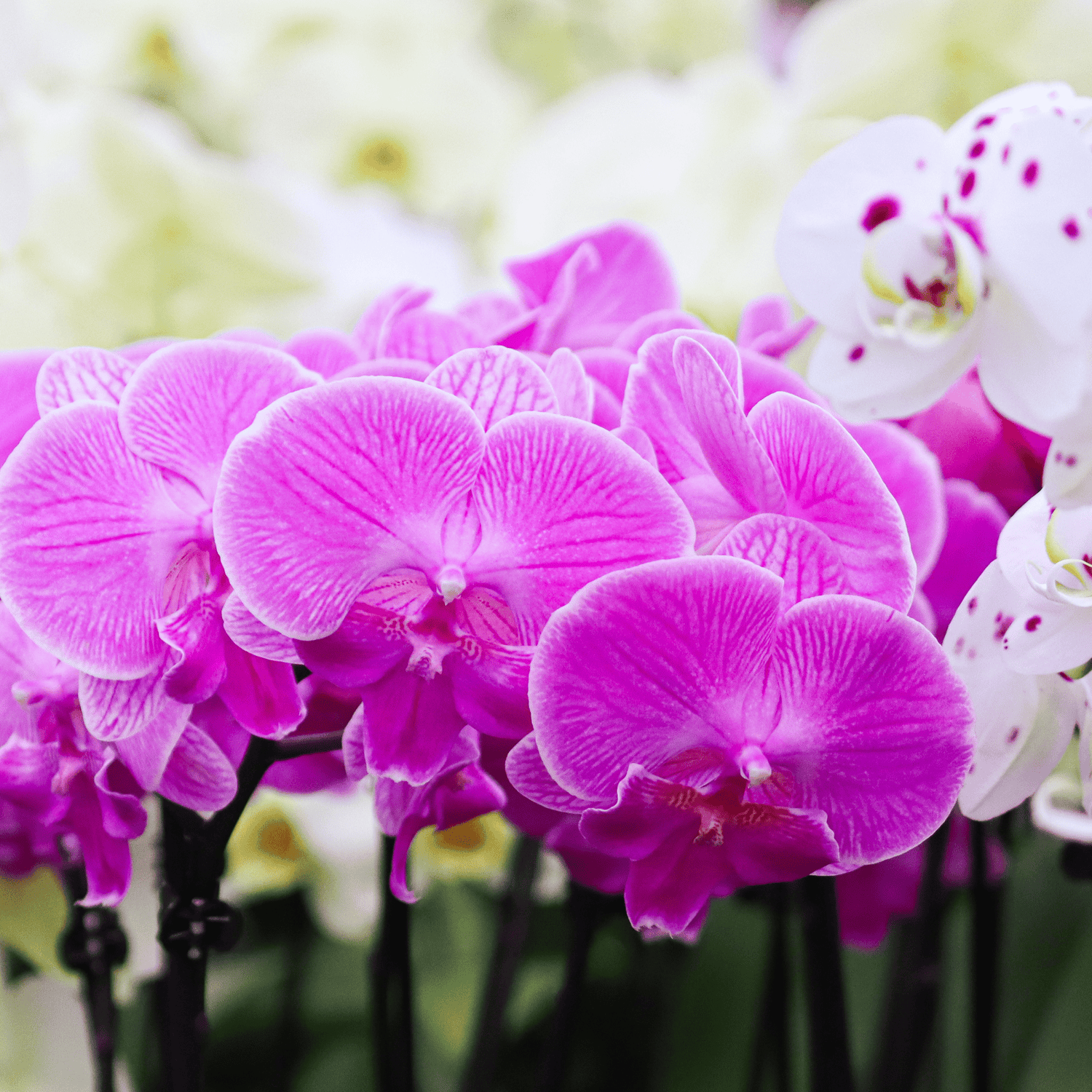 Phalaenopsis Big Lip Manta Kalimantan mit pinken Blüten und 3+ Rispen