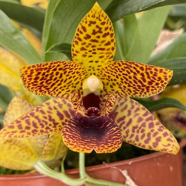 Promenaea Sunlight mit gefleckten orange-braunen Blüten