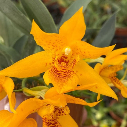 Promenaea Sunlight mit orangefarbenen Blüten