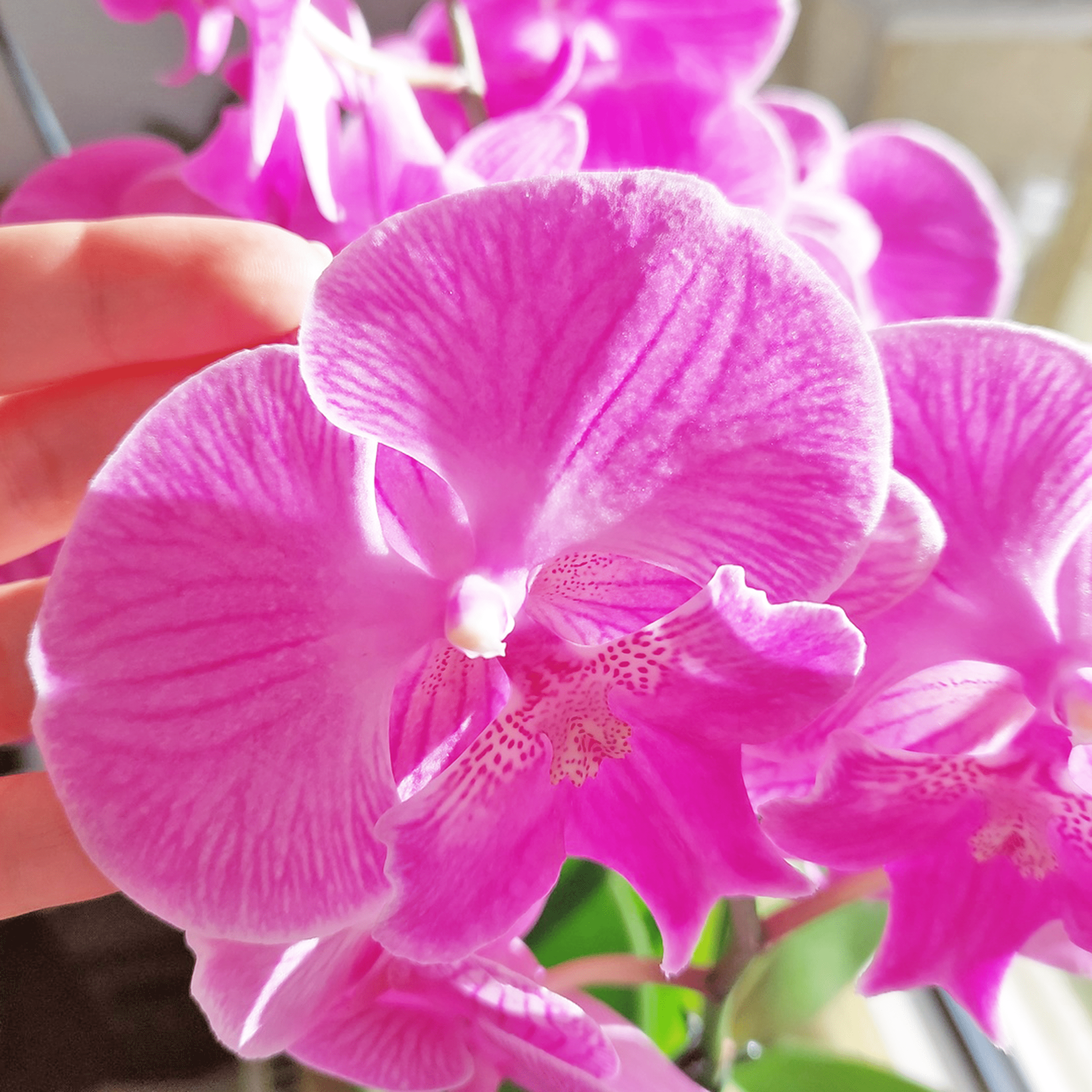 Große Two of Us Big Lip Manta Kalimantan mit pinken Blüten und 4 Rispen