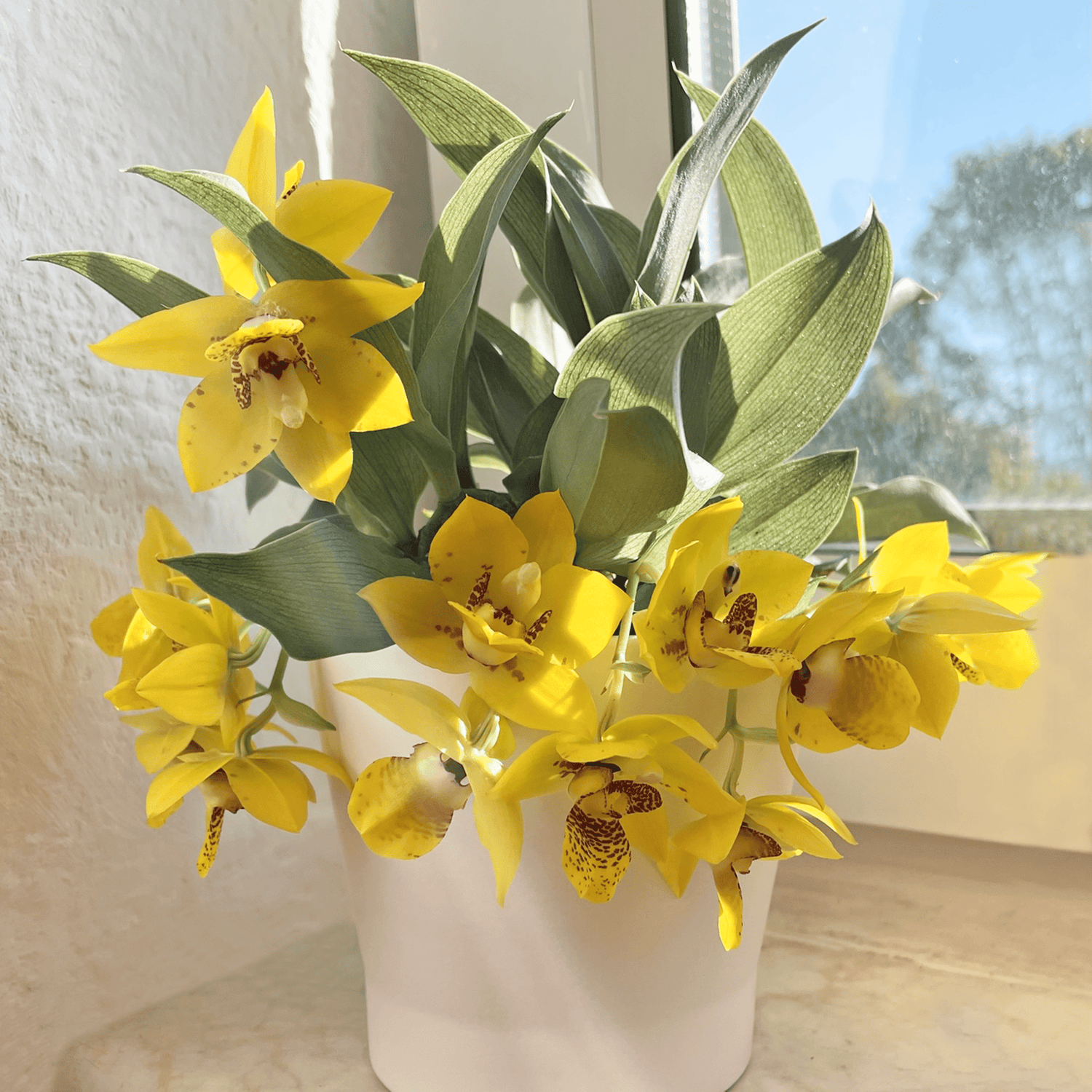 Promenaea Sunlight mit gelben Blüten