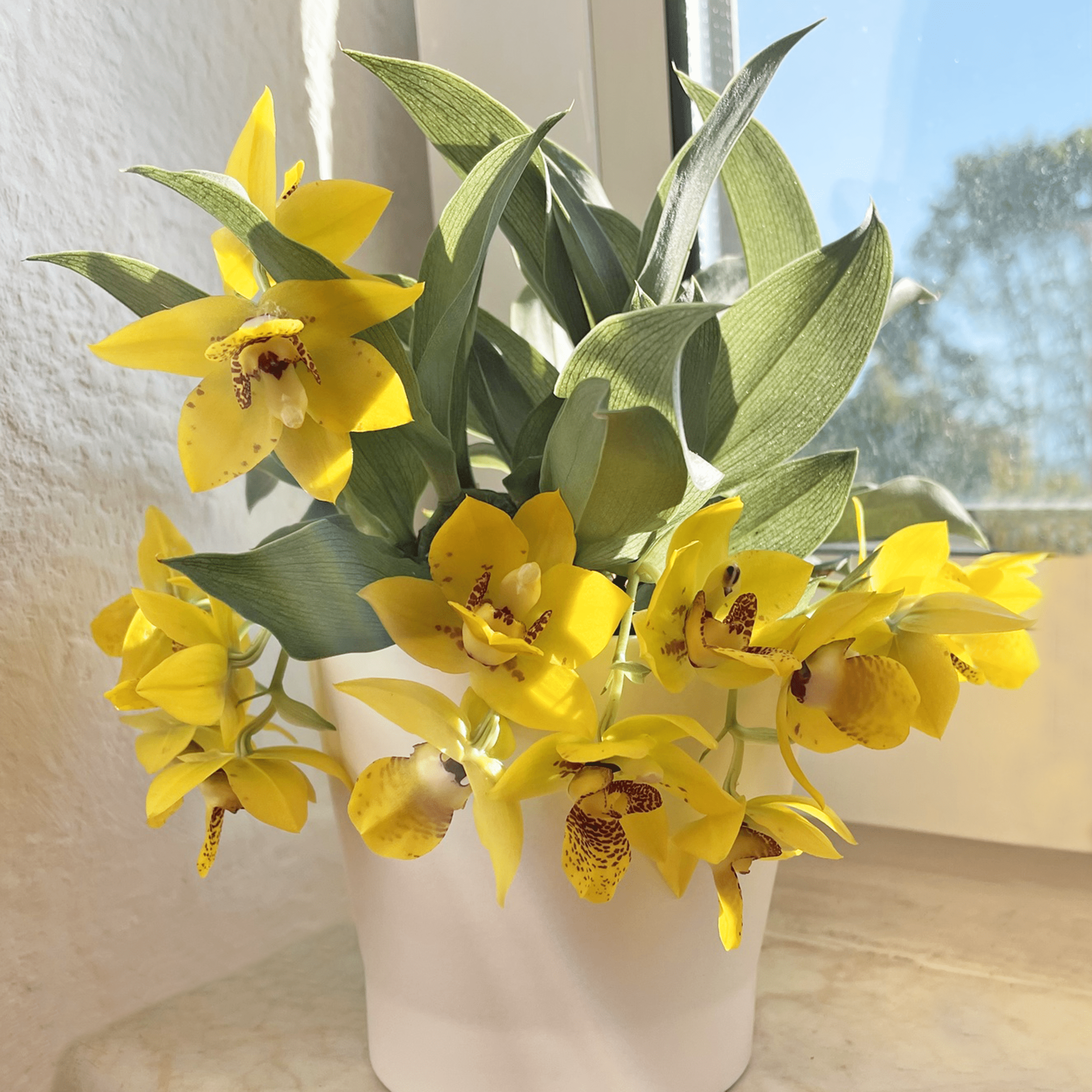 Promenaea Sunlight mit gelben Blüten