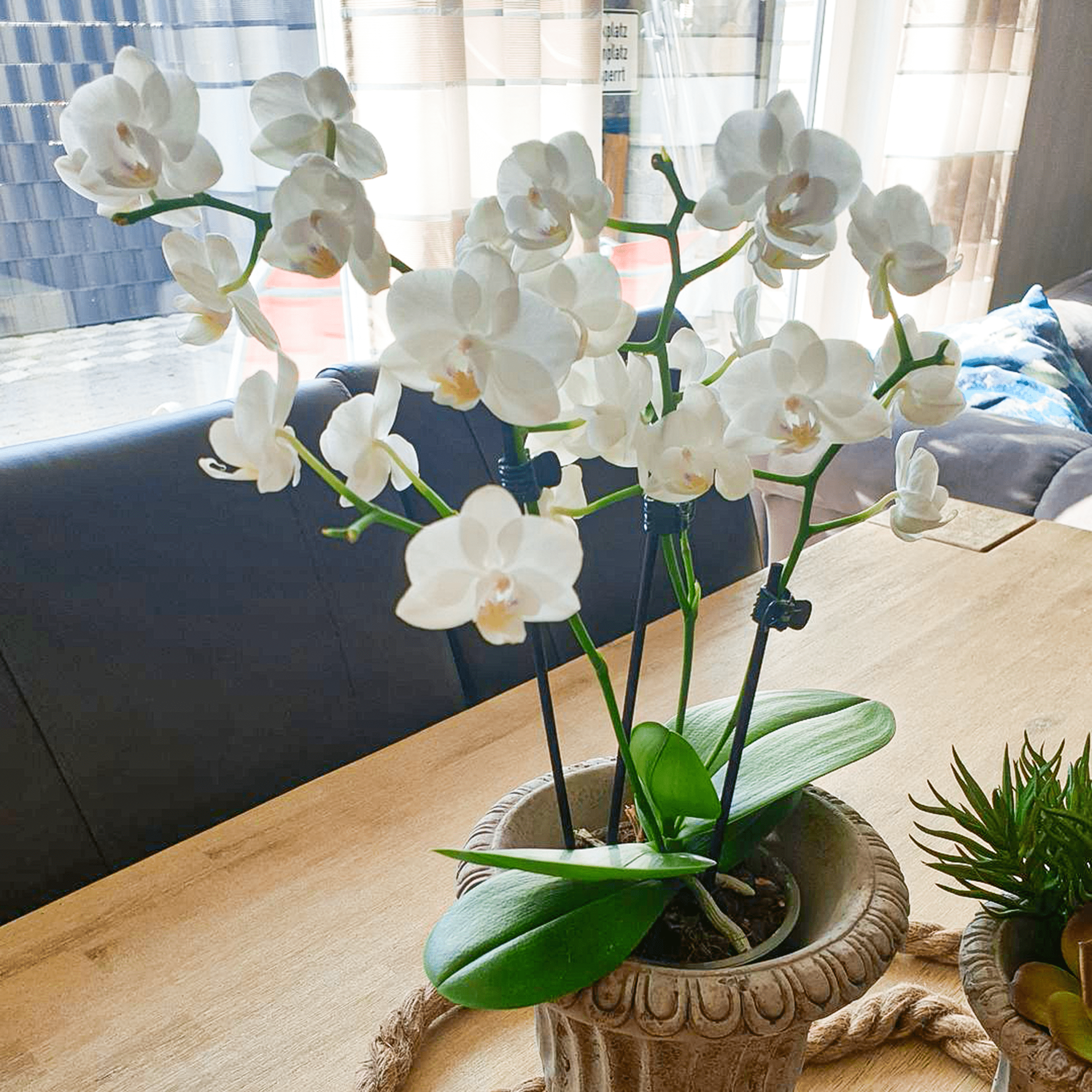 Table Dance Weiß mit weißen Blüten und 3 Rispen