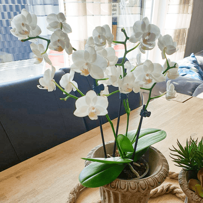Table Dance Weiß mit weißen Blüten und 3 Rispen