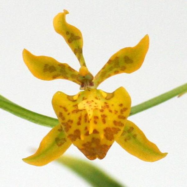 Mini-Duft-Orchidee: Cyrtochilum meirax im 6cm Topf