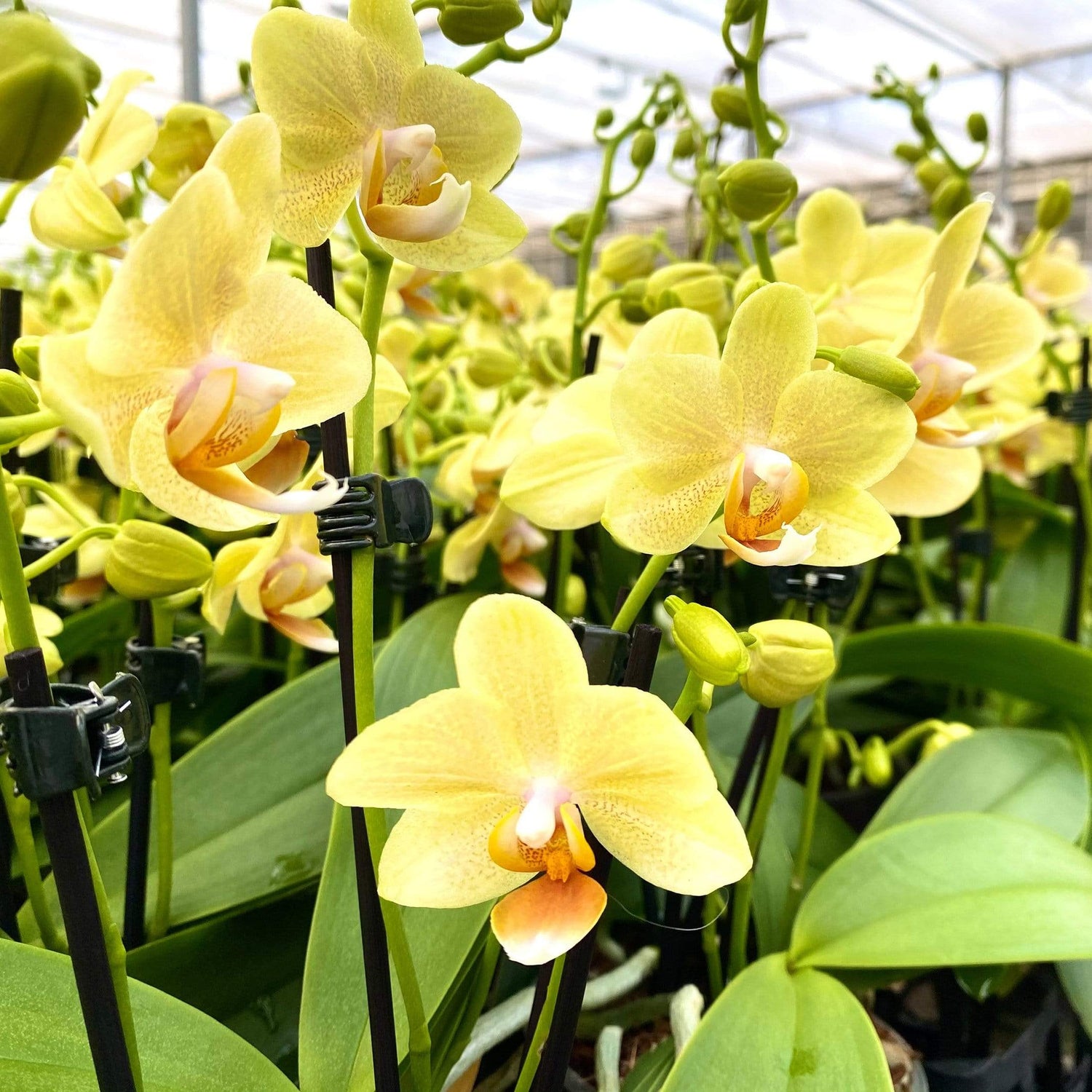 Orchidee Livorno mit gelben Blüten in der Gärtnerei