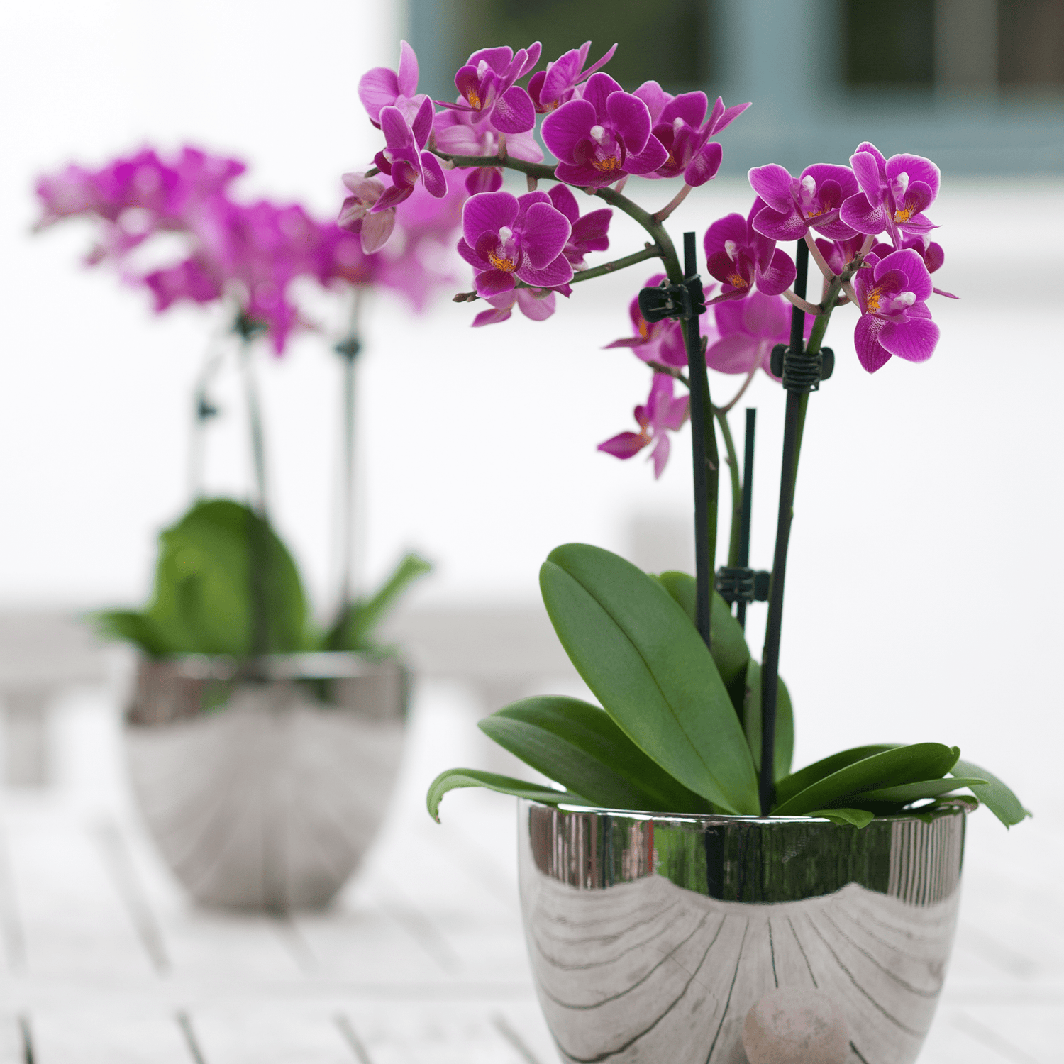 Orchidee Merida als Tischdekoration mit lila Blüten draußen