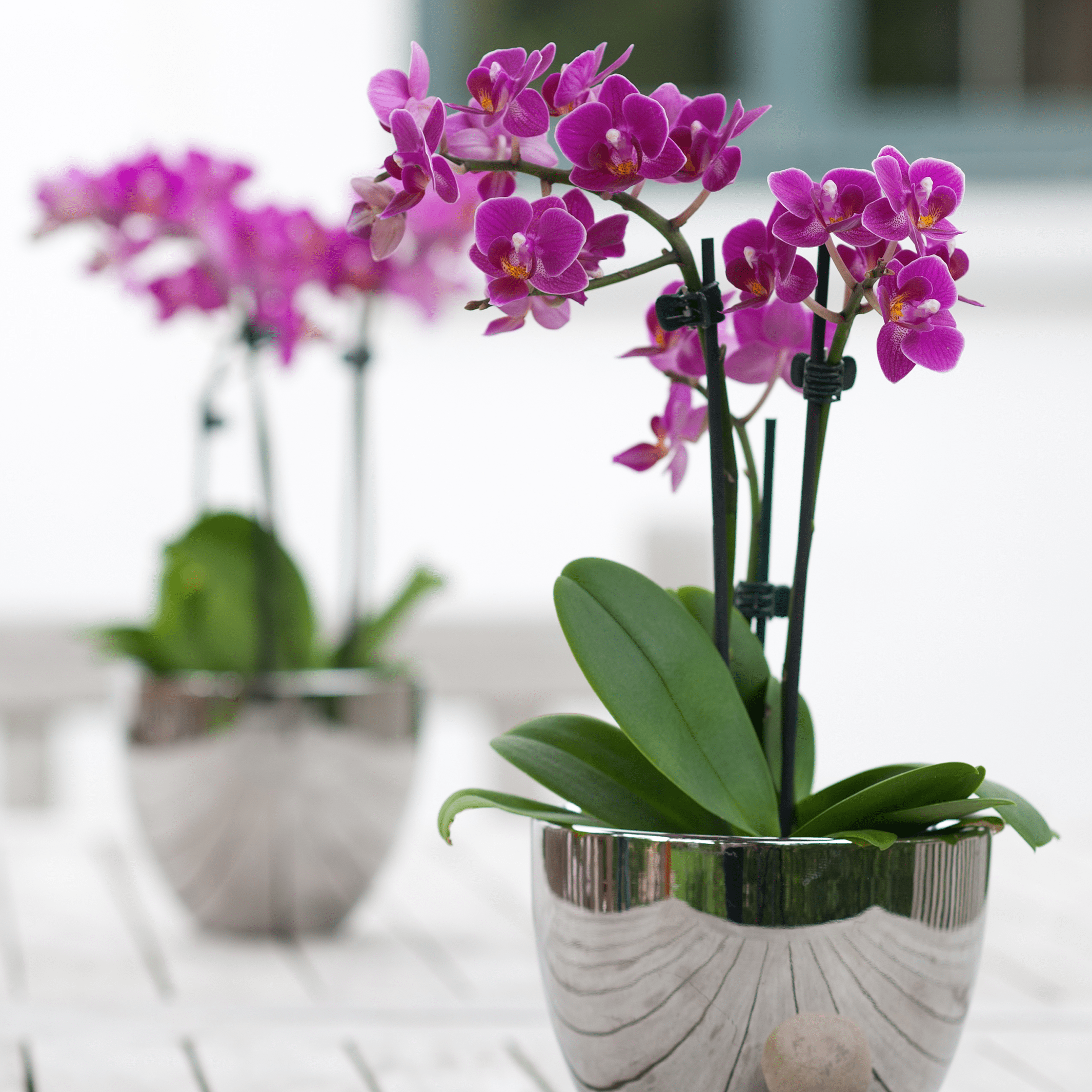 Orchidee Merida als Tischdekoration mit lila Blüten draußen