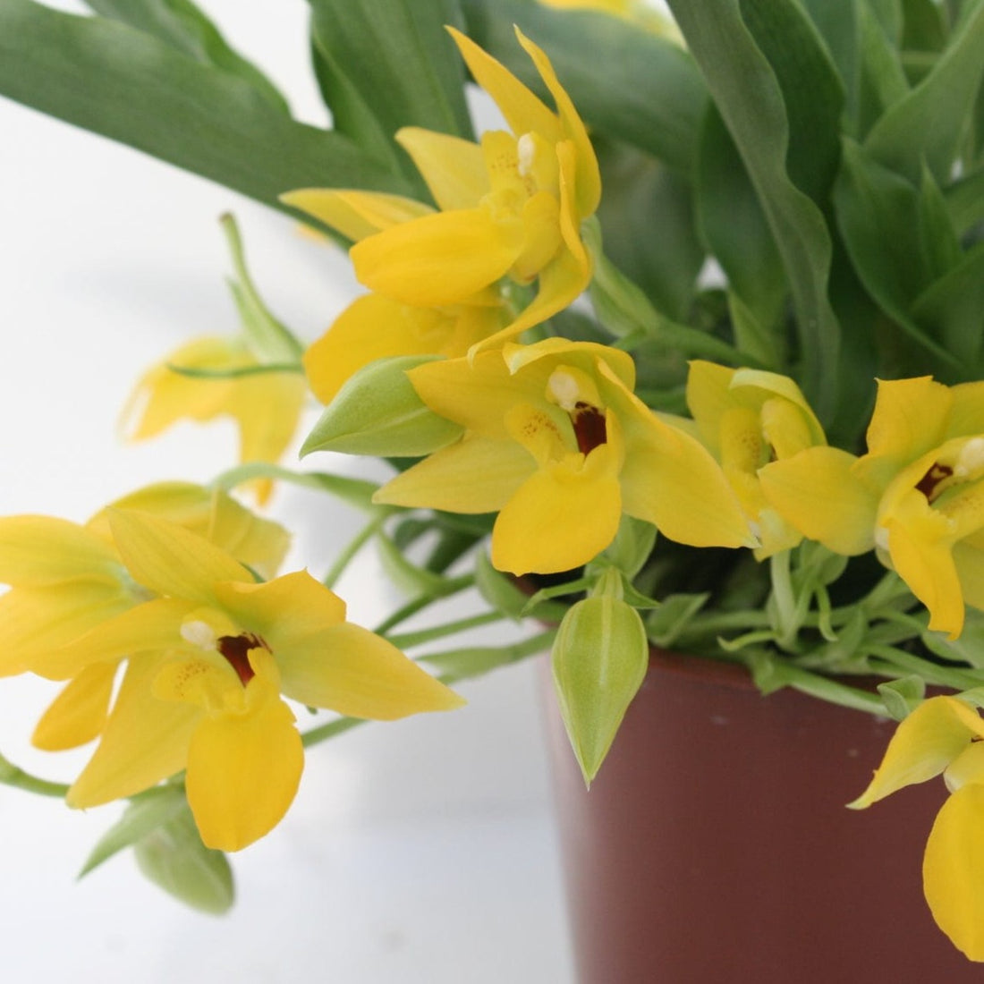 Promenaea Sunlight mit gelben Blüten