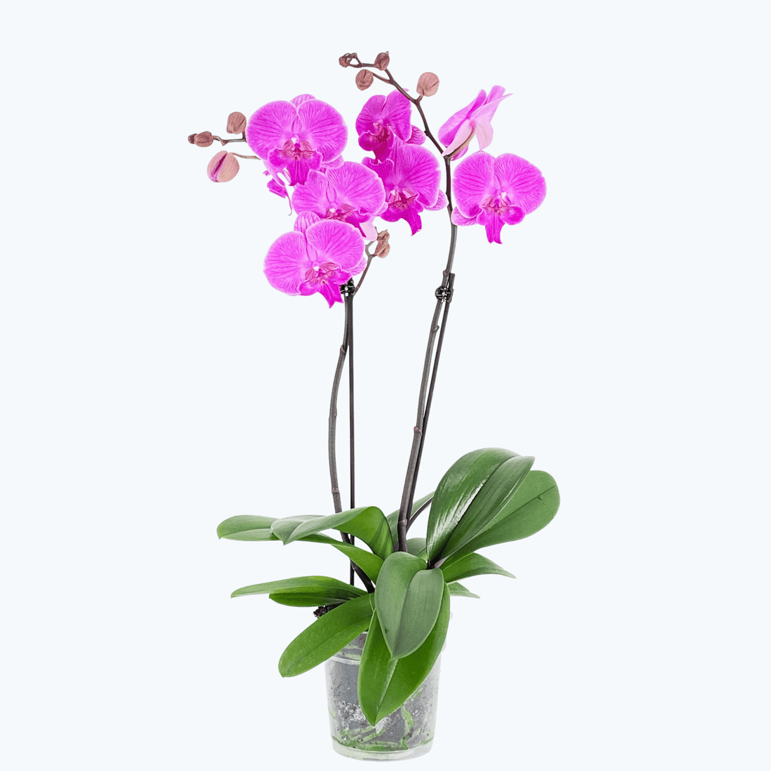 Große Two of Us Big Lip Manta Kalimantan mit großen pinken Blüten und 2 Rispen