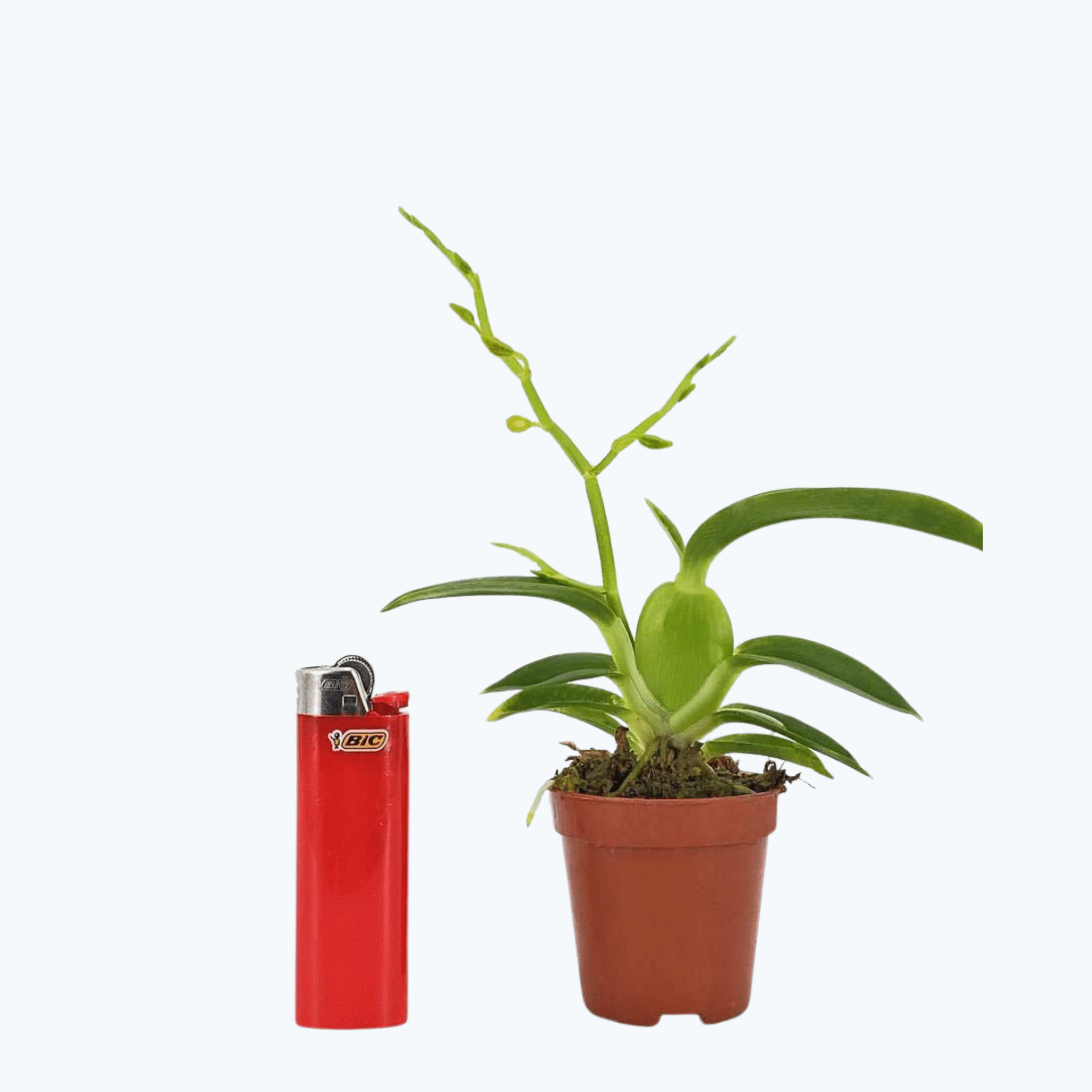 Mini-Duft-Orchidee: Cyrtochilum meirax im 6cm Topf
