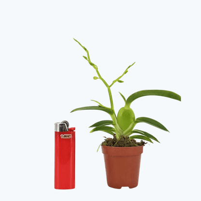 Mini-Duft-Orchidee: Cyrtochilum meirax im 6cm Topf