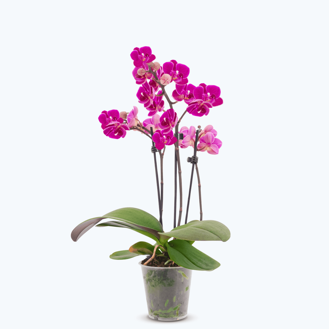 Table Dance Merida mit violetten Blüten und 3 Rispen