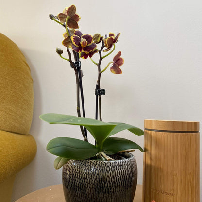 6er Set - Table Dance - Farbmix verschiedenen Orchideen Varianten