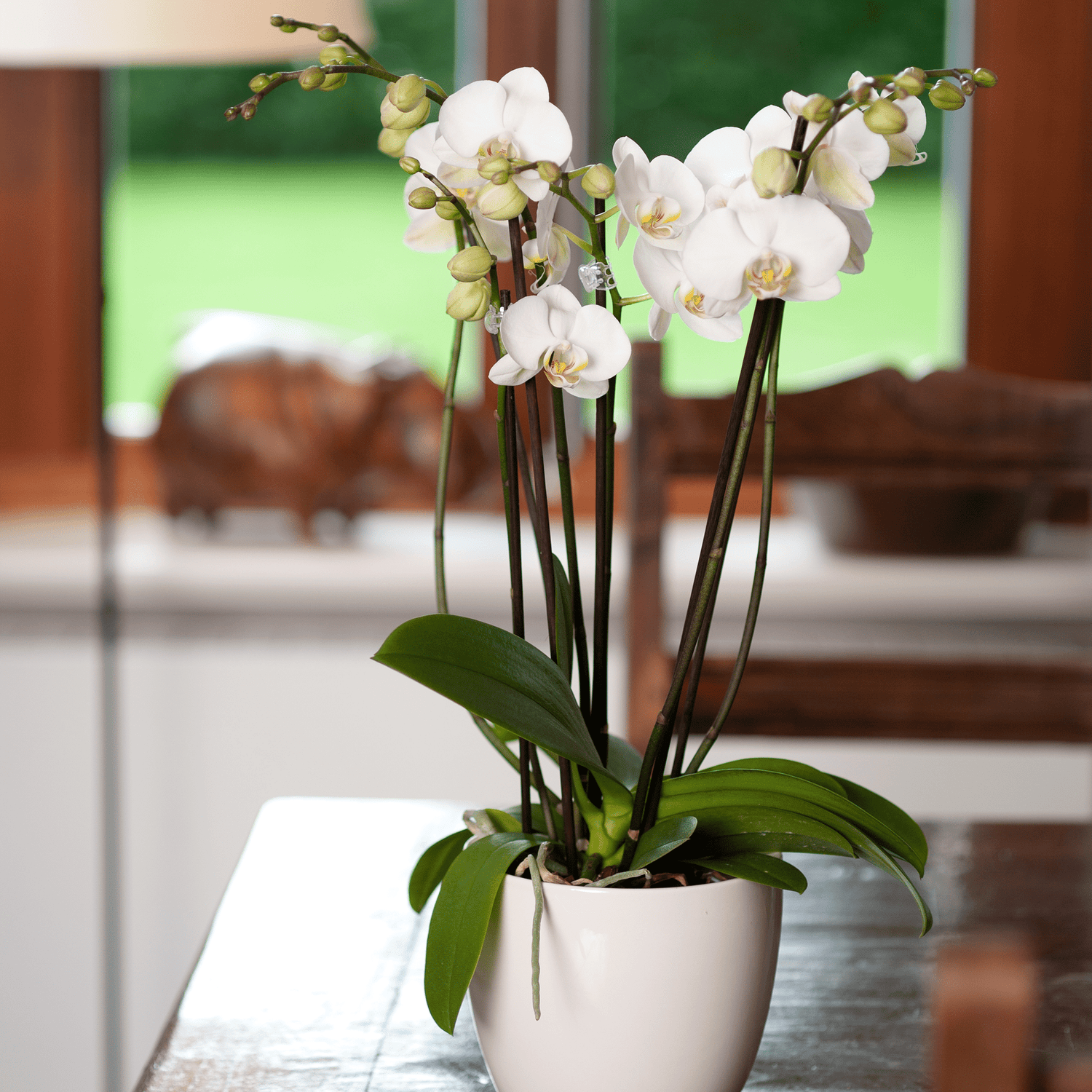 Two of Us Orchidee mit weißen Blüten als Tischdekoration