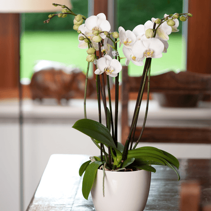 Two of Us Orchidee mit weißen Blüten als Tischdekoration