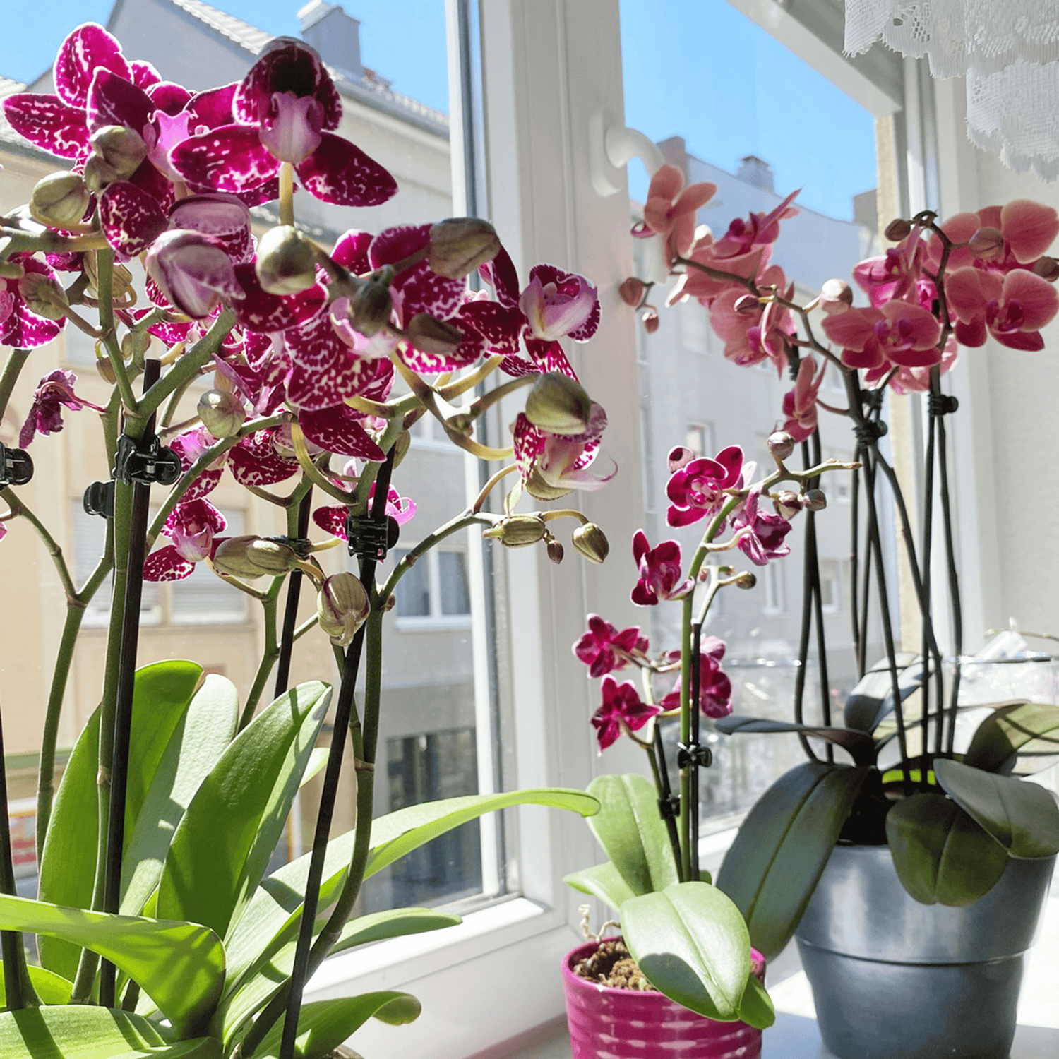 Große Two of Us Coco Purple Rain mit lila-gefleckten Blüten und 3 Rispen