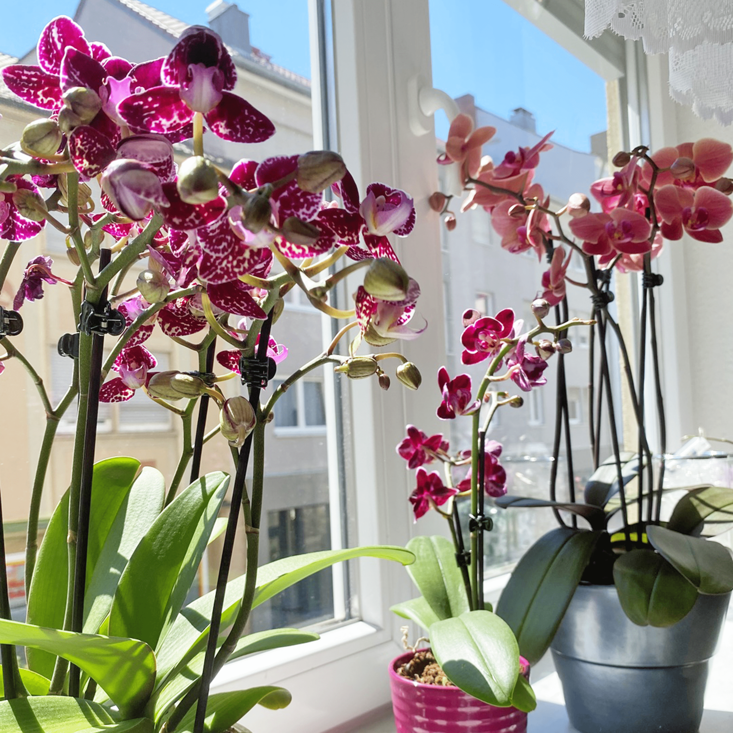 Große Two of Us Coco Purple Rain mit lila-gefleckten Blüten und 3 Rispen
