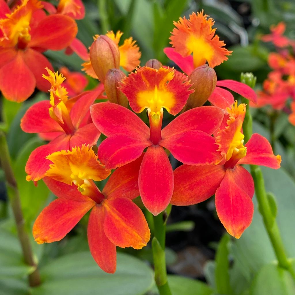 Nahaufnahme Blüte Epidendrum Nordic Fire Orchidee in orange