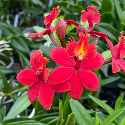 Nahaufnahme Blüte Epidendrum Nordic Fire Orchidee in rot