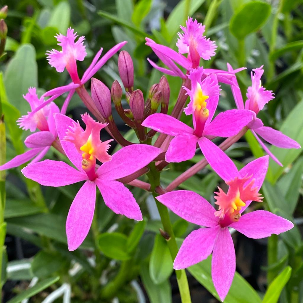 Nahaufnahme Blüte Epidendrum Nordic Fire Orchidee in pink