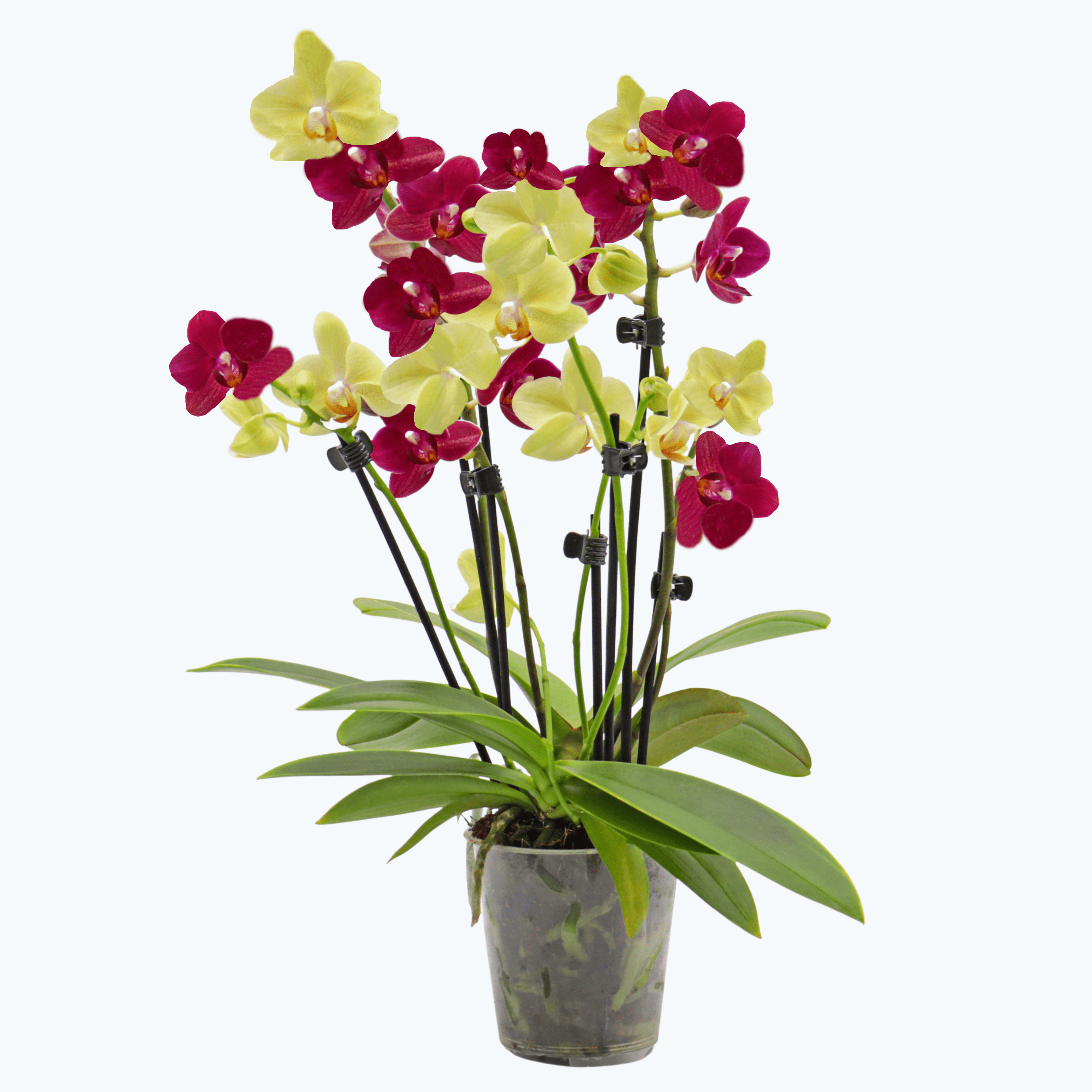 Cocktail Orchidee mit gelb-roten Blüten und 5+ Rispen