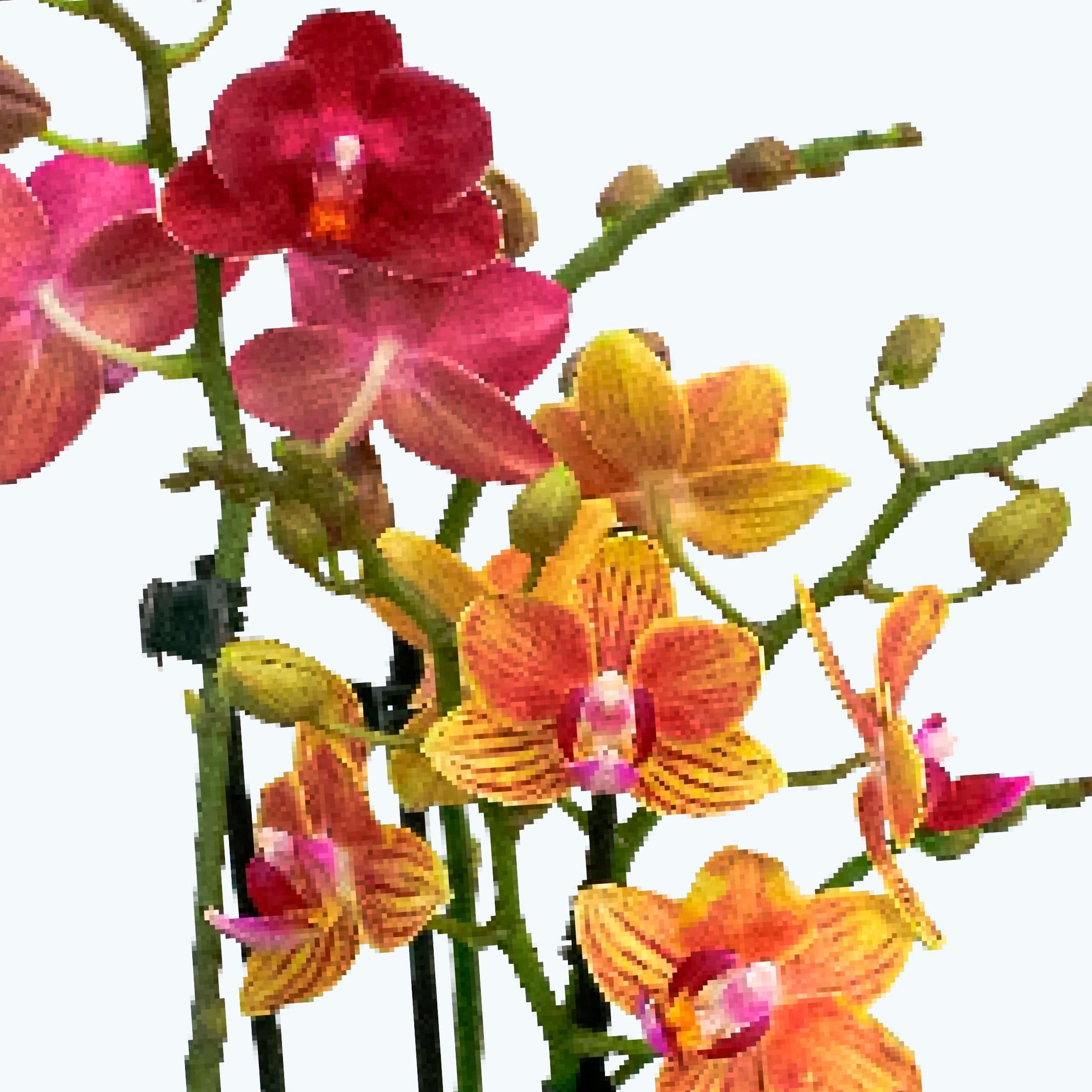 Cocktail Orchideen im 2er Set mit 3+ Rispen inkl. Keramikvase