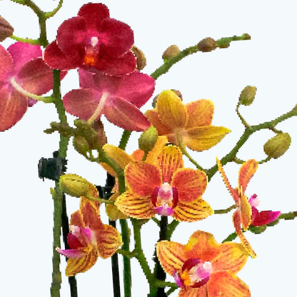 Cocktail Orchideen im 2er Set mit 3+ Rispen inkl. Keramikvase
