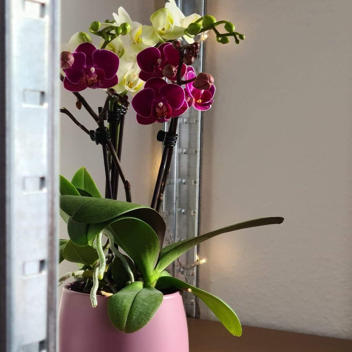 Cocktail-Orchideen mit lila-weißen Blüten