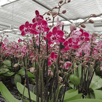 Phalaenopsis Purple Rain mit lila-gefleckten Blüten und 3 Rispen