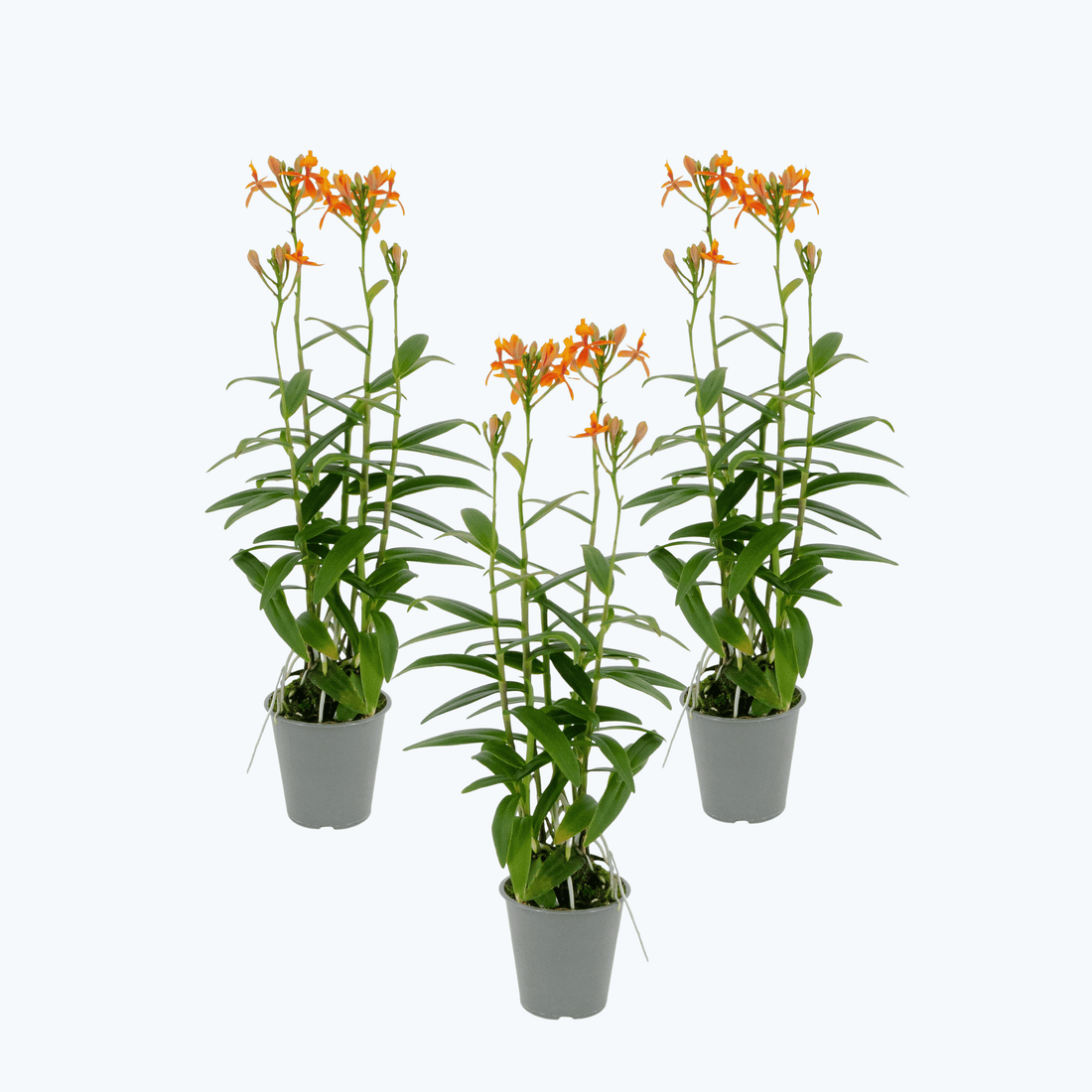 Epidendrum Nordic Fire Orchidee 3er Set