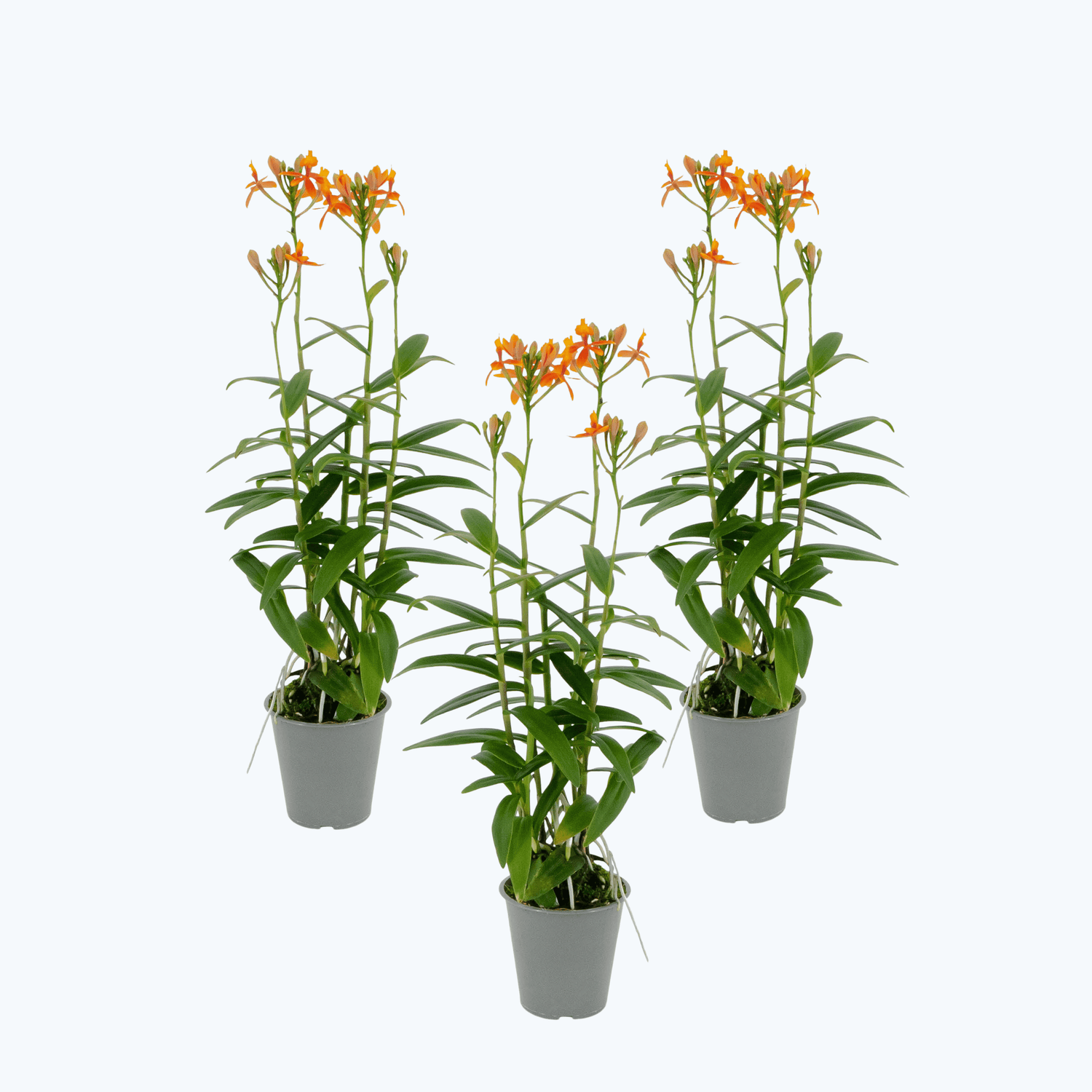 Epidendrum Nordic Fire Orchidee 3er Set