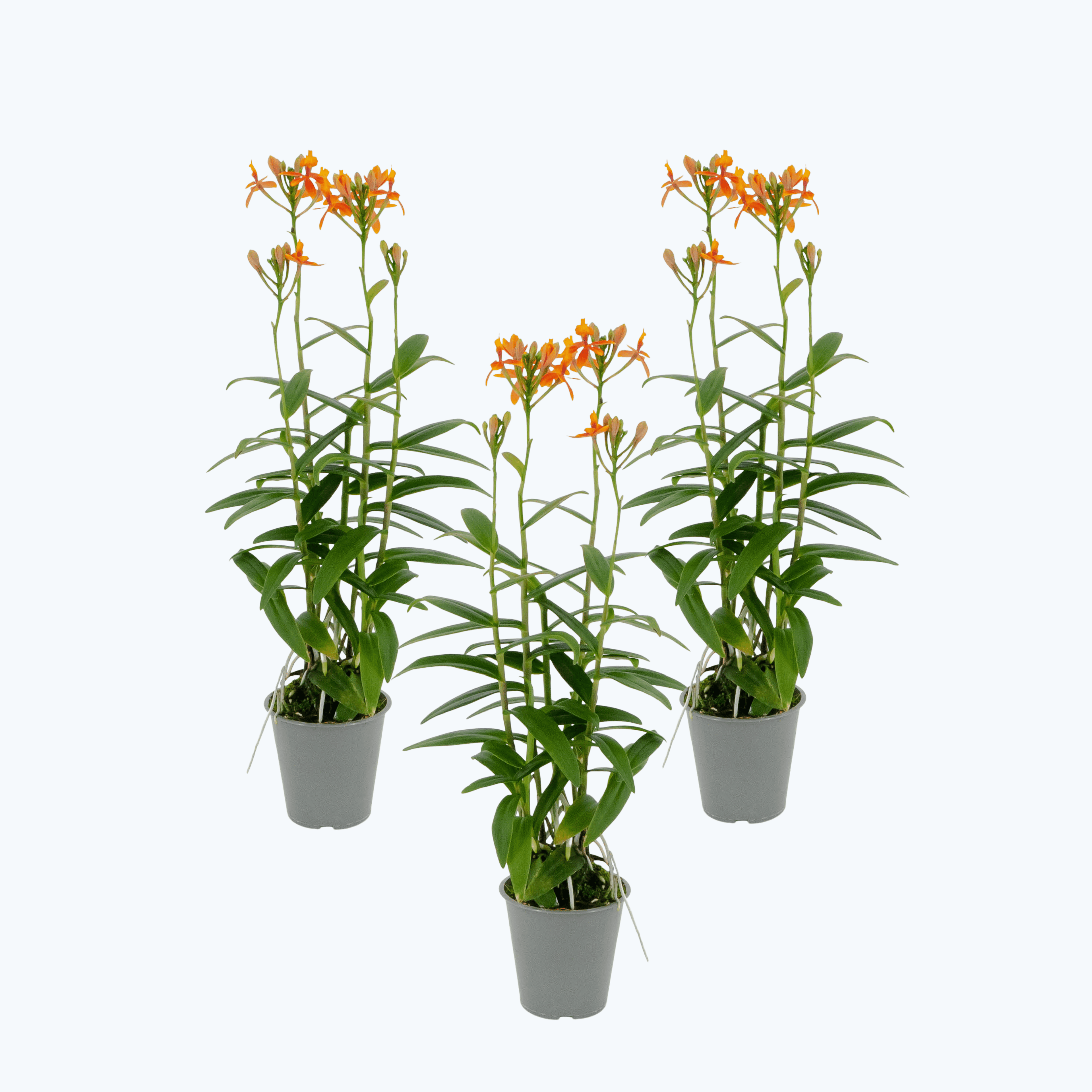 Epidendrum Nordic Fire Orchidee 3er Set