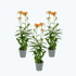 Epidendrum Nordic Fire Orchidee 3er Set