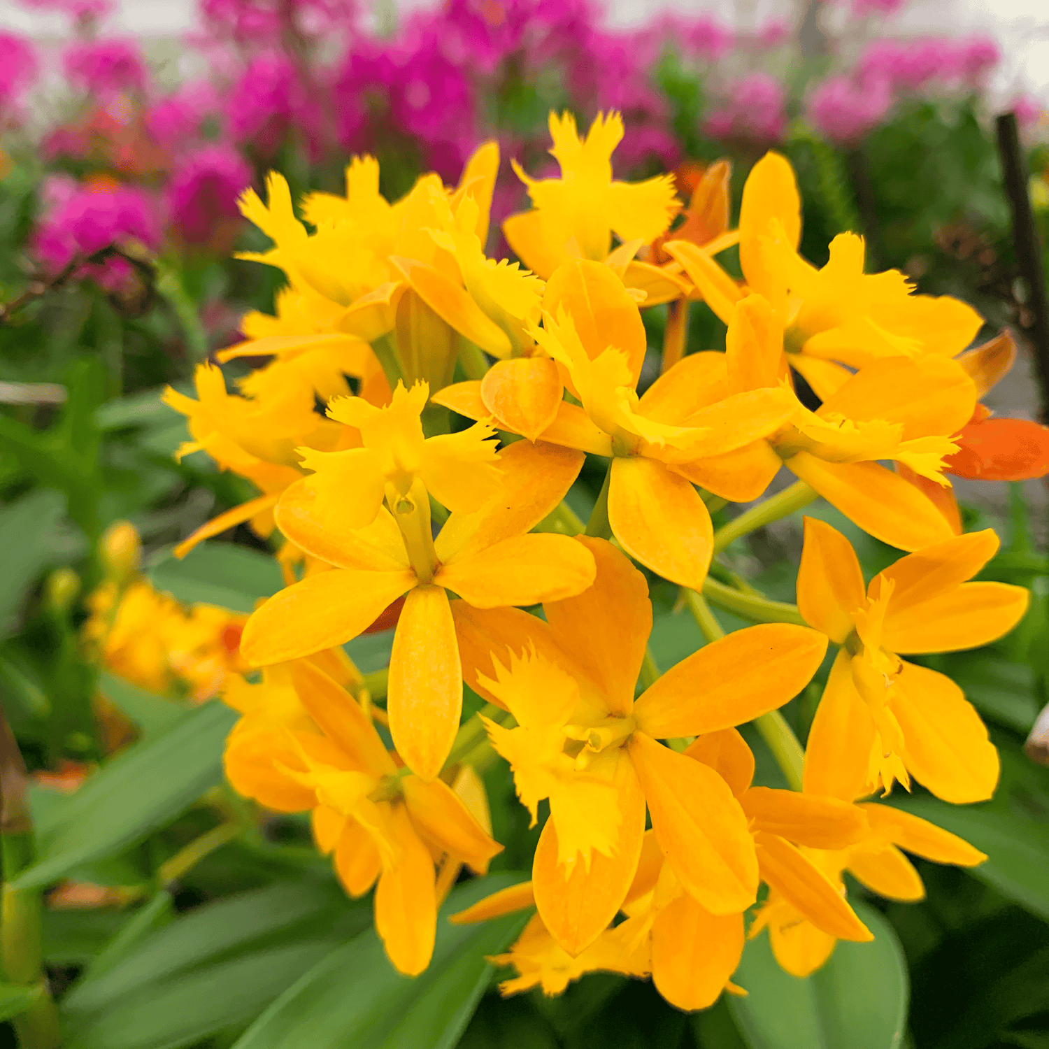 Epidendrum Nordic Fire Dauerblüher mit gelber Blüte und 2+ Rispen