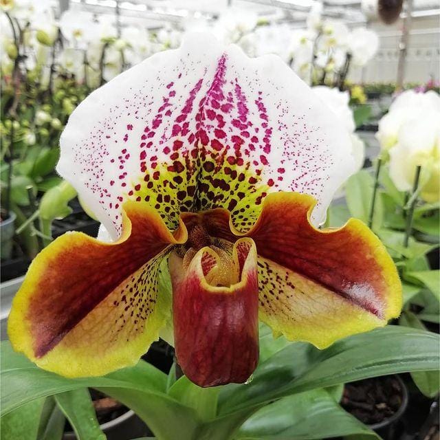 Frauenschuh / Venusschuhe Orchidee