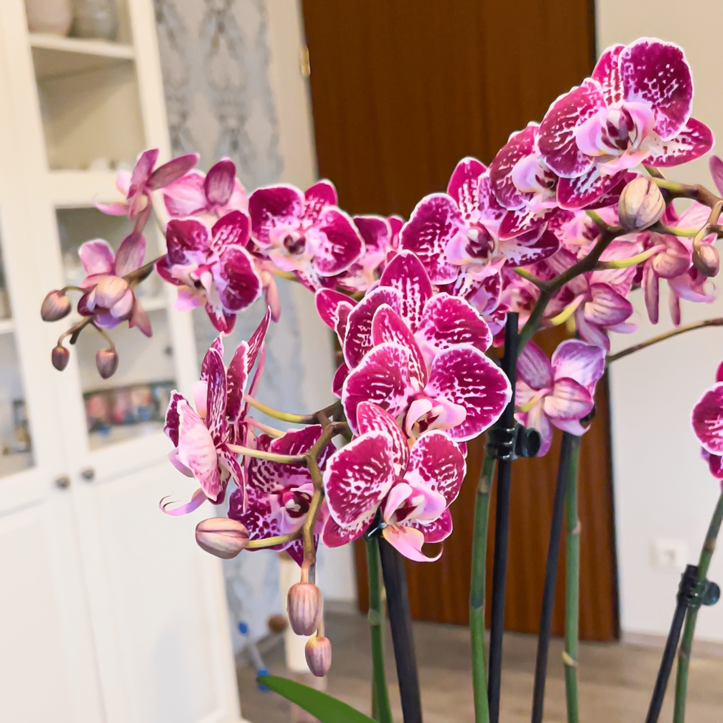 Phalaenopsis Purple Rain mit lila-gefleckten Blüten und 3 Rispen