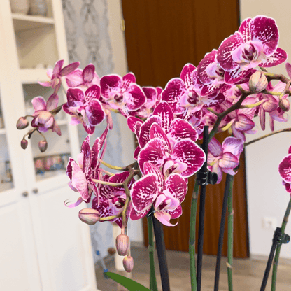 Phalaenopsis Purple Rain mit lila-gefleckten Blüten und 3 Rispen