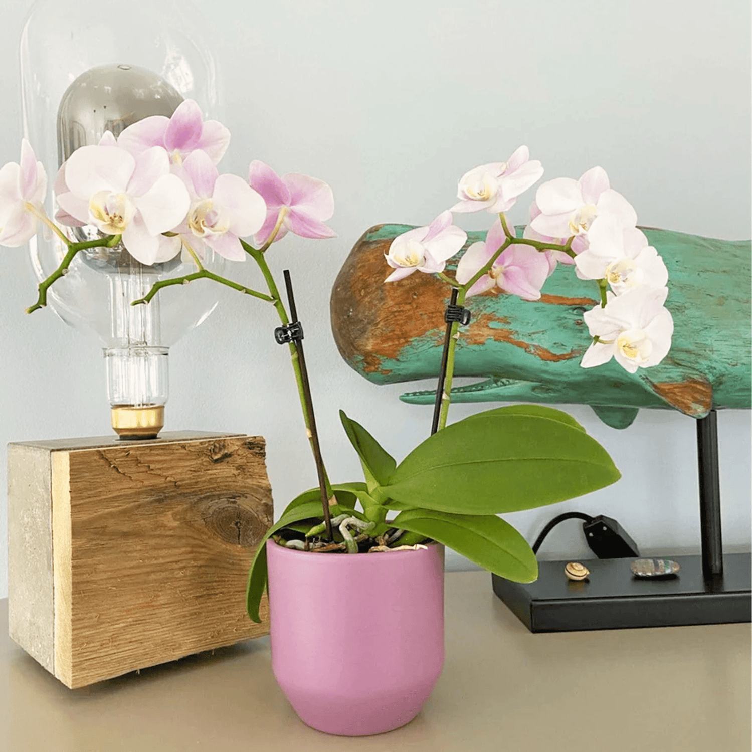 Table Dance Angel Eyes mit hellrosa Blüten und 2 Rispen