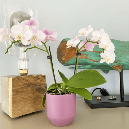 Table Dance Angel Eyes mit hellrosa Blüten und 2 Rispen