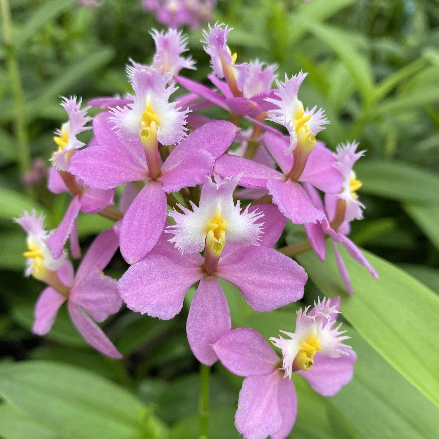 Nahaufnahme Blüte Epidendrum Nordic Fire Orchidee in lila / violett