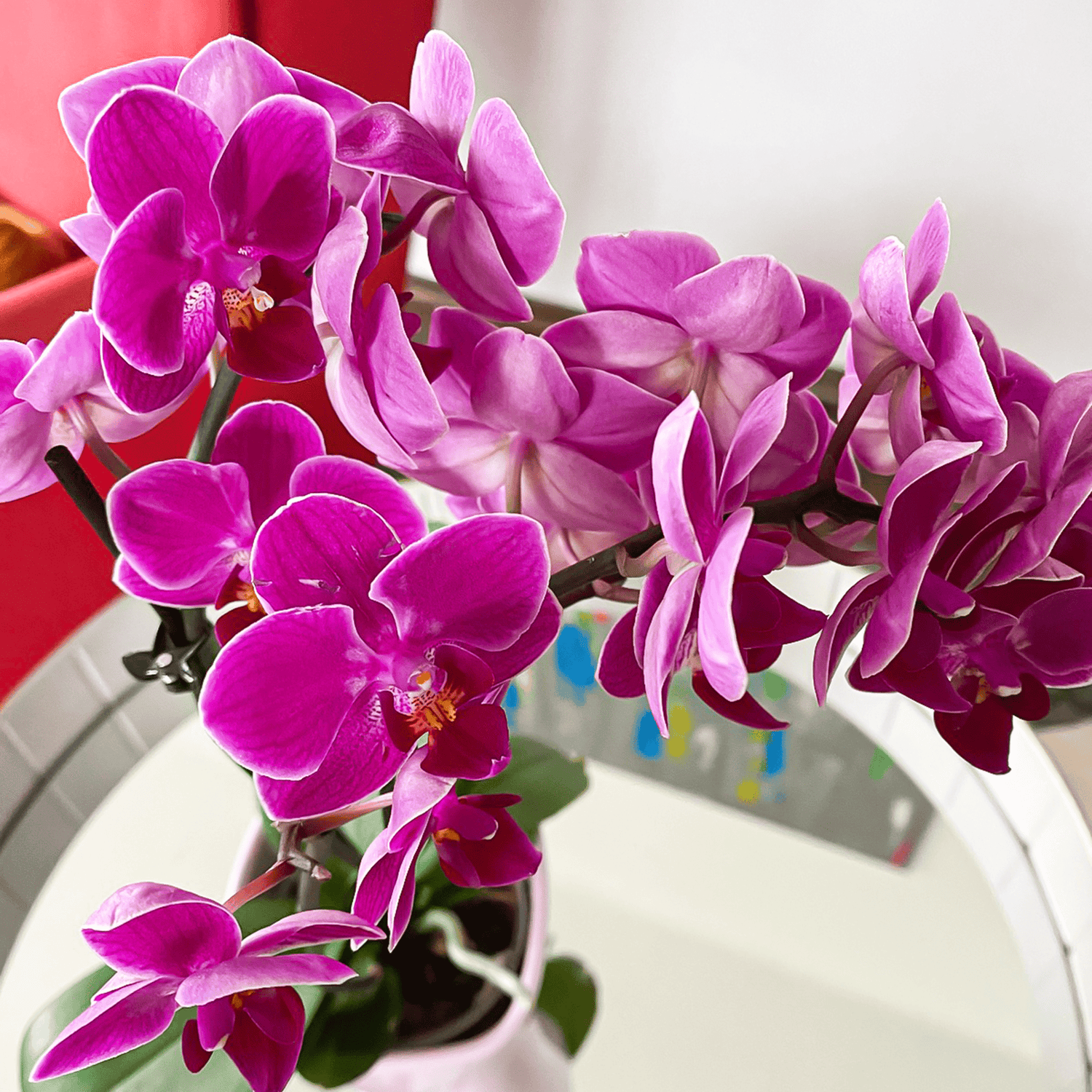 Table Dance Merida mit violetten Blüten und 3 Rispen