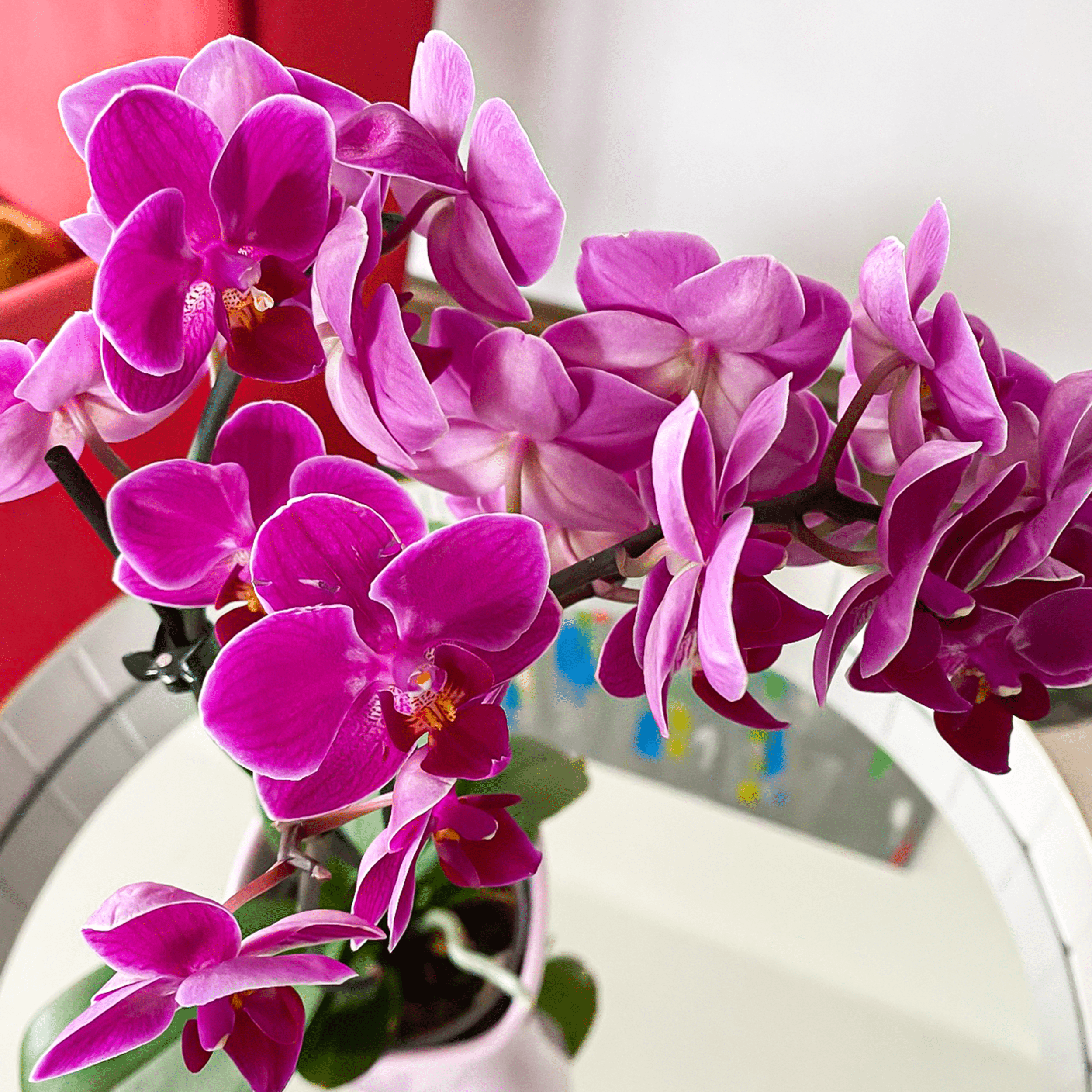 Table Dance Merida mit violetten Blüten und 3 Rispen