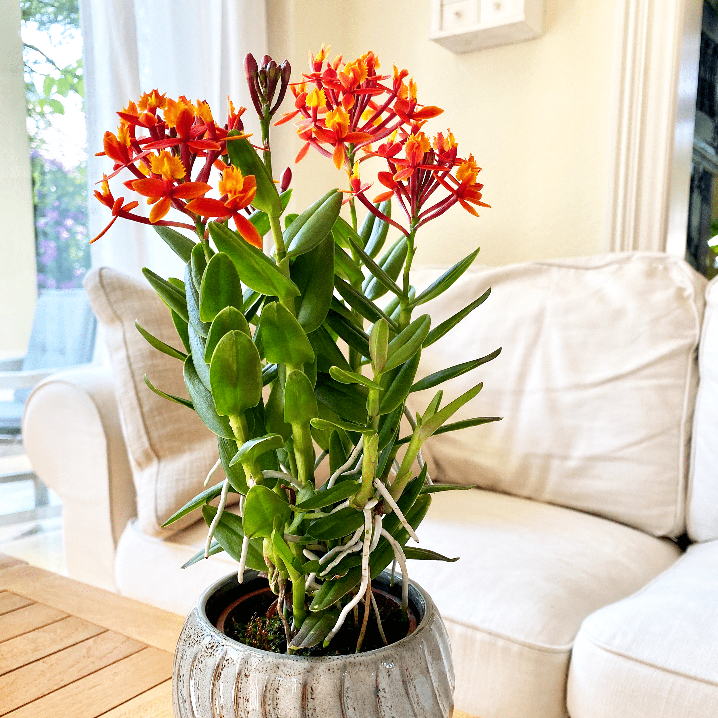 Epidendrum Nordic Fire Dauerblüher mit orange-roten Blüten und 1 Rispe