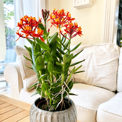 Epidendrum Nordic Fire Dauerblüher mit orange-roten Blüten und 1 Rispe