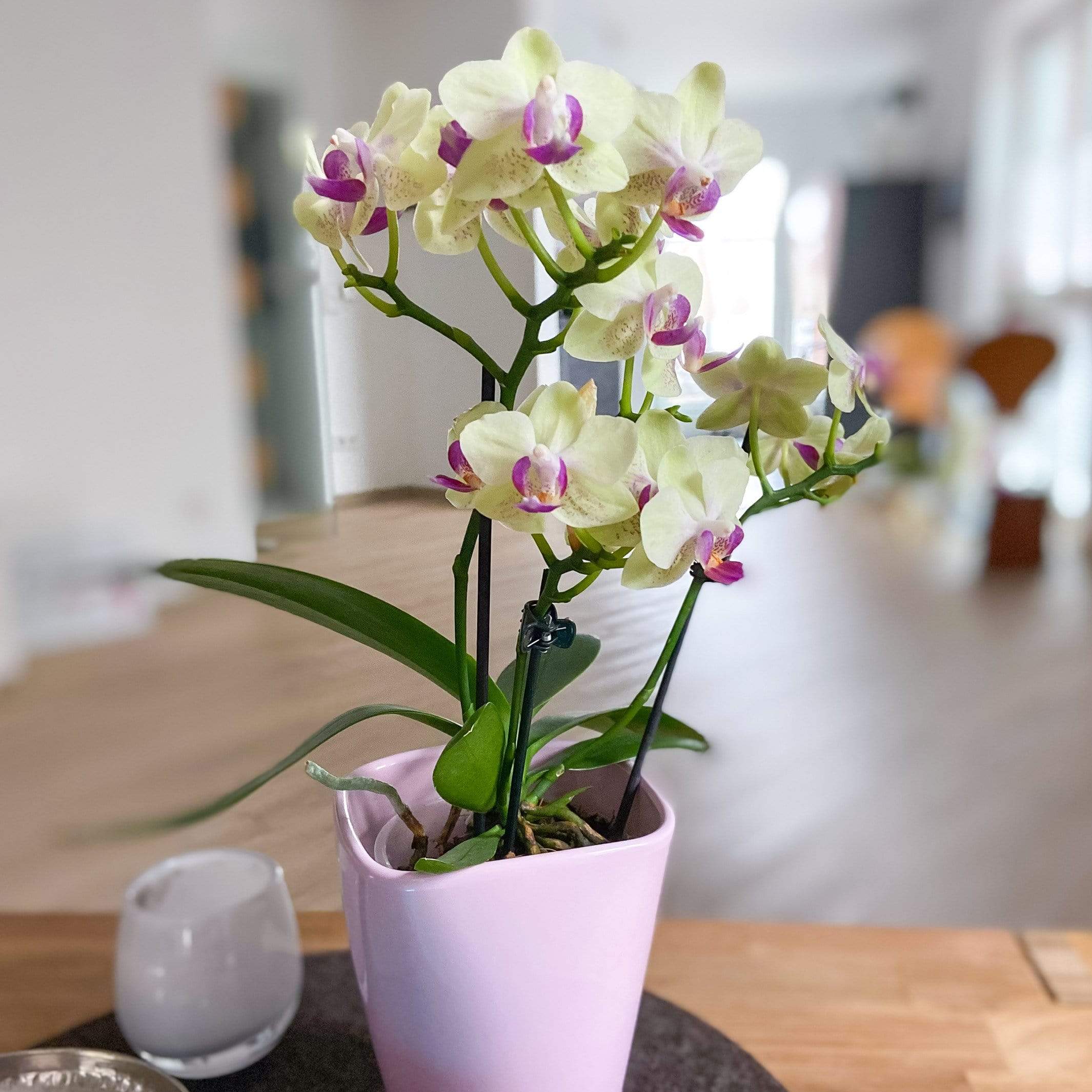 Table Dance - Sunny Orchidee mit gelben Blüten Ambiente Bild Deko